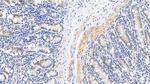 Caspase 1 Antibody in Immunohistochemistry (Paraffin) (IHC (P))