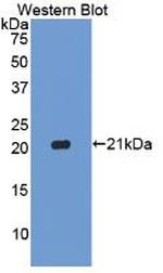 Caspase 1 Antibody in Western Blot (WB)