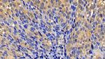 Caspase 1 Antibody in Immunohistochemistry (Paraffin) (IHC (P))