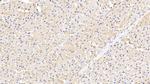 Caspase 1 Antibody in Immunohistochemistry (Paraffin) (IHC (P))