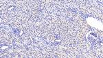 Caspase 1 Antibody in Immunohistochemistry (Paraffin) (IHC (P))