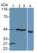 Caspase 1 Antibody in Western Blot (WB)