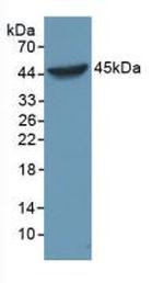 Caspase 1 Antibody in Western Blot (WB)