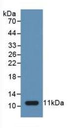 Caspase 1 Antibody in Western Blot (WB)