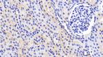 Caspase 2 Antibody in Immunohistochemistry (Paraffin) (IHC (P))