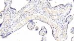 Caspase 2 Antibody in Immunohistochemistry (Paraffin) (IHC (P))