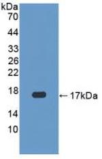 Caspase 3 Antibody in Western Blot (WB)