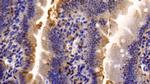 Caspase 7 Antibody in Immunohistochemistry (Paraffin) (IHC (P))