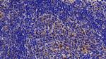 Caspase 7 Antibody in Immunohistochemistry (Paraffin) (IHC (P))