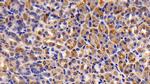 Caspase 7 Antibody in Immunohistochemistry (Paraffin) (IHC (P))