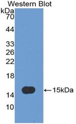 Caspase 7 Antibody in Western Blot (WB)