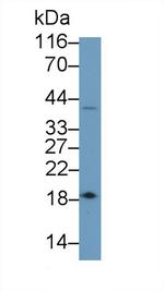 Caspase 7 Antibody in Western Blot (WB)