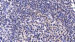 Caspase 8 Antibody in Immunohistochemistry (Paraffin) (IHC (P))