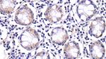 Caspase 8 Antibody in Immunohistochemistry (Paraffin) (IHC (P))