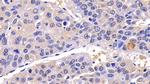 Caspase 8 Antibody in Immunohistochemistry (Paraffin) (IHC (P))