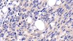 Caspase 8 Antibody in Immunohistochemistry (Paraffin) (IHC (P))