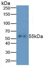 Caspase 8 Antibody in Western Blot (WB)