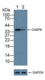 Caspase 8 Antibody in Western Blot (WB)