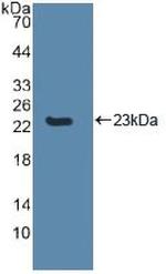 Caspase 8 Antibody in Western Blot (WB)