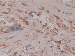 Caspase 8 Antibody in Immunohistochemistry (Paraffin) (IHC (P))