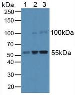 Caspase 8 Antibody in Western Blot (WB)