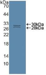 Caspase 8 Antibody in Western Blot (WB)