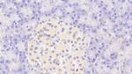 CASP9 Antibody in Immunohistochemistry (Paraffin) (IHC (P))