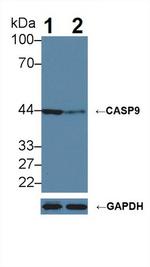 CASP9 Antibody in Western Blot (WB)