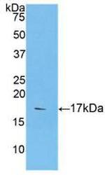 CASP9 Antibody in Western Blot (WB)