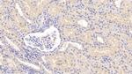 COMT Antibody in Immunohistochemistry (Paraffin) (IHC (P))