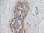 CD300c Antibody in Immunohistochemistry (Paraffin) (IHC (P))