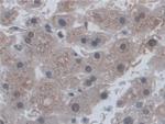 CD300c Antibody in Immunohistochemistry (Paraffin) (IHC (P))