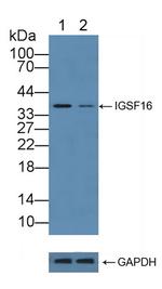 CD300c Antibody in Western Blot (WB)