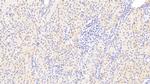 CREG1 Antibody in Immunohistochemistry (Paraffin) (IHC (P))