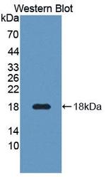 CREG1 Antibody in Western Blot (WB)