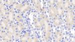 Chemerin Antibody in Immunohistochemistry (Paraffin) (IHC (P))