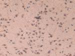 CCL6 Antibody in Immunohistochemistry (Paraffin) (IHC (P))