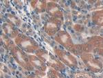 CCL6 Antibody in Immunohistochemistry (Paraffin) (IHC (P))