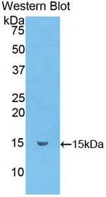 CCL6 Antibody in Western Blot (WB)