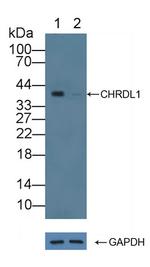 CHRDL1 Antibody in Western Blot (WB)