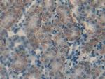 CGA Antibody in Immunohistochemistry (Paraffin) (IHC (P))