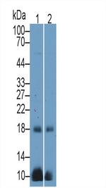 CGA Antibody in Western Blot (WB)