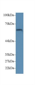 CD15 Antibody in Western Blot (WB)