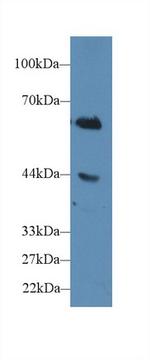 CD15 Antibody in Western Blot (WB)