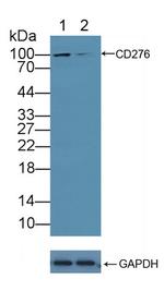 B7-H3 Antibody in Western Blot (WB)