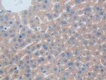 CD301 Antibody in Immunohistochemistry (Paraffin) (IHC (P))