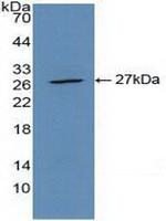 CD301 Antibody in Western Blot (WB)