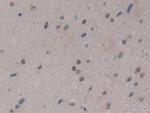 CIRBP Antibody in Immunohistochemistry (Paraffin) (IHC (P))