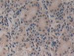 CIRBP Antibody in Immunohistochemistry (Paraffin) (IHC (P))