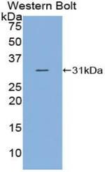 C2 Antibody in Western Blot (WB)